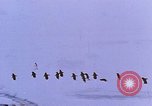 Image of Operation High Jump Antarctica, 1950, second 41 stock footage video 65675029542
