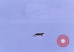 Image of Operation High Jump Antarctica, 1950, second 43 stock footage video 65675029542