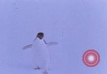 Image of Operation High Jump Antarctica, 1950, second 46 stock footage video 65675029542