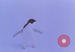 Image of Operation High Jump Antarctica, 1950, second 48 stock footage video 65675029542