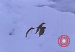 Image of Operation High Jump Antarctica, 1950, second 49 stock footage video 65675029542