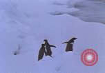 Image of Operation High Jump Antarctica, 1950, second 50 stock footage video 65675029542
