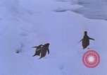 Image of Operation High Jump Antarctica, 1950, second 51 stock footage video 65675029542