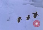 Image of Operation High Jump Antarctica, 1950, second 52 stock footage video 65675029542