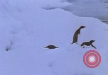 Image of Operation High Jump Antarctica, 1950, second 53 stock footage video 65675029542