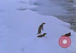 Image of Operation High Jump Antarctica, 1950, second 54 stock footage video 65675029542