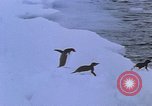 Image of Operation High Jump Antarctica, 1950, second 55 stock footage video 65675029542