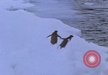 Image of Operation High Jump Antarctica, 1950, second 56 stock footage video 65675029542