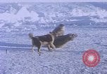 Standbild Huskies der Antarktis, 1950, aus Sekunde 12 historischem Filmmaterial Videoclip 65675029543