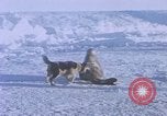 Standbild Huskies der Antarktis, 1950, aus Sekunde 13 historischem Filmmaterial Videoclip 65675029543