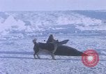 Standbild Huskies der Antarktis, 1950, aus Sekunde 14 historischem Filmmaterial Videoclip 65675029543