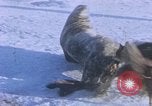 Standbild Huskies der Antarktis, 1950, aus Sekunde 15 historischem Filmmaterial Videoclip 65675029543