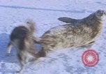 Standbild Huskies der Antarktis, 1950, aus Sekunde 16 historischem Filmmaterial Videoclip 65675029543