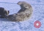 Standbild Huskies der Antarktis, 1950, aus Sekunde 17 historischem Filmmaterial Videoclip 65675029543