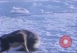 Standbild Huskies der Antarktis, 1950, aus Sekunde 19 historischem Filmmaterial Videoclip 65675029543