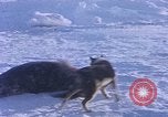 Standbild Huskies der Antarktis, 1950, aus Sekunde 20 historischem Filmmaterial Videoclip 65675029543