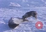 Standbild Huskies der Antarktis, 1950, aus Sekunde 21 historischem Filmmaterial Videoclip 65675029543