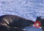 Standbild Huskies der Antarktis, 1950, aus Sekunde 22 historischem Filmmaterial Videoclip 65675029543