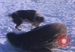 Standbild Huskies der Antarktis, 1950, aus Sekunde 24 historischem Filmmaterial Videoclip 65675029543