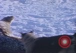 Standbild Huskies der Antarktis, 1950, aus Sekunde 26 historischem Filmmaterial Videoclip 65675029543