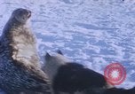 Standbild Huskies der Antarktis, 1950, aus Sekunde 27 historischem Filmmaterial Videoclip 65675029543