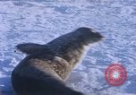 Standbild Huskies der Antarktis, 1950, aus Sekunde 28 historischem Filmmaterial Videoclip 65675029543