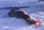 Standbild Huskies der Antarktis, 1950, aus Sekunde 30 historischem Filmmaterial Videoclip 65675029543