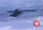 Standbild Huskies der Antarktis, 1950, aus Sekunde 32 historischem Filmmaterial Videoclip 65675029543
