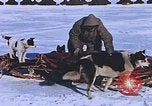 Standbild Huskies der Antarktis, 1950, aus Sekunde 34 historischem Filmmaterial Videoclip 65675029543