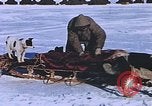 Standbild Huskies der Antarktis, 1950, aus Sekunde 35 historischem Filmmaterial Videoclip 65675029543
