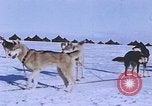 Standbild Huskies der Antarktis, 1950, aus Sekunde 38 historischem Filmmaterial Videoclip 65675029543