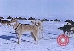 Standbild Huskies der Antarktis, 1950, aus Sekunde 39 historischem Filmmaterial Videoclip 65675029543