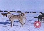 Standbild Huskies der Antarktis, 1950, aus Sekunde 40 historischem Filmmaterial Videoclip 65675029543