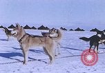 Standbild Huskies der Antarktis, 1950, aus Sekunde 41 historischem Filmmaterial Videoclip 65675029543