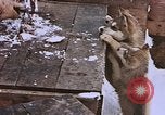 Standbild Huskies der Antarktis, 1950, aus Sekunde 42 historischem Filmmaterial Videoclip 65675029543