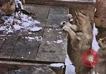 Standbild Huskies der Antarktis, 1950, aus Sekunde 43 historischem Filmmaterial Videoclip 65675029543