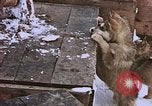 Standbild Huskies der Antarktis, 1950, aus Sekunde 44 historischem Filmmaterial Videoclip 65675029543
