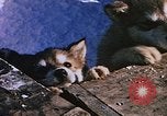Standbild Huskies der Antarktis, 1950, aus Sekunde 45 historischem Filmmaterial Videoclip 65675029543
