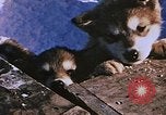 Standbild Huskies der Antarktis, 1950, aus Sekunde 46 historischem Filmmaterial Videoclip 65675029543