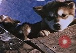 Standbild Huskies der Antarktis, 1950, aus Sekunde 47 historischem Filmmaterial Videoclip 65675029543