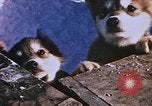 Standbild Huskies der Antarktis, 1950, aus Sekunde 48 historischem Filmmaterial Videoclip 65675029543