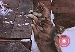 Standbild Huskies der Antarktis, 1950, aus Sekunde 49 historischem Filmmaterial Videoclip 65675029543