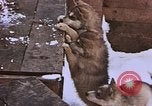 Standbild Huskies der Antarktis, 1950, aus Sekunde 50 historischem Filmmaterial Videoclip 65675029543