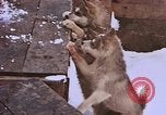 Standbild Huskies der Antarktis, 1950, aus Sekunde 51 historischem Filmmaterial Videoclip 65675029543