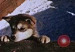 Standbild Huskies der Antarktis, 1950, aus Sekunde 52 historischem Filmmaterial Videoclip 65675029543