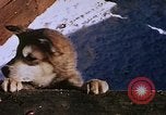 Standbild Huskies der Antarktis, 1950, aus Sekunde 53 historischem Filmmaterial Videoclip 65675029543