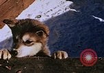 Standbild Huskies der Antarktis, 1950, aus Sekunde 54 historischem Filmmaterial Videoclip 65675029543