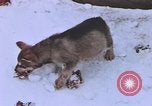 Standbild Huskies der Antarktis, 1950, aus Sekunde 55 historischem Filmmaterial Videoclip 65675029543