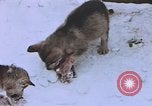 Standbild Huskies der Antarktis, 1950, aus Sekunde 56 historischem Filmmaterial Videoclip 65675029543