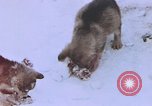 Standbild Huskies der Antarktis, 1950, aus Sekunde 57 historischem Filmmaterial Videoclip 65675029543
